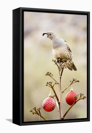 Arizona, Buckeye. Gambel's Quail Atop a Decorated Agave Stalk at Christmas Time-Jaynes Gallery-Framed Stretched Canvas