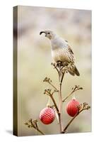 Arizona, Buckeye. Gambel's Quail Atop a Decorated Agave Stalk at Christmas Time-Jaynes Gallery-Stretched Canvas