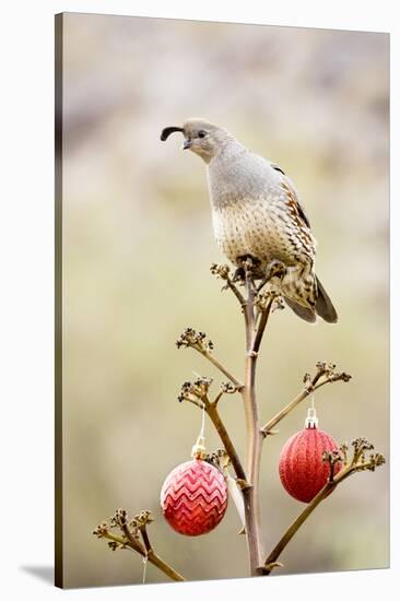 Arizona, Buckeye. Gambel's Quail Atop a Decorated Agave Stalk at Christmas Time-Jaynes Gallery-Stretched Canvas