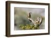 Arizona, Buckeye. Male and Female Gila Woodpeckers on Cholla Skeleton-Wendy Kaveney-Framed Photographic Print