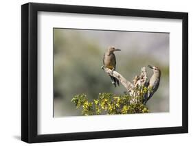 Arizona, Buckeye. Male and Female Gila Woodpeckers on Cholla Skeleton-Wendy Kaveney-Framed Photographic Print