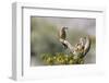 Arizona, Buckeye. Male and Female Gila Woodpeckers on Cholla Skeleton-Wendy Kaveney-Framed Photographic Print