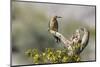 Arizona, Buckeye. Male and Female Gila Woodpeckers on Cholla Skeleton-Wendy Kaveney-Mounted Photographic Print