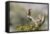 Arizona, Buckeye. Male and Female Gila Woodpeckers on Cholla Skeleton-Wendy Kaveney-Framed Stretched Canvas