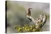 Arizona, Buckeye. Male and Female Gila Woodpeckers on Cholla Skeleton-Wendy Kaveney-Stretched Canvas