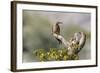 Arizona, Buckeye. Male and Female Gila Woodpeckers on Cholla Skeleton-Wendy Kaveney-Framed Photographic Print