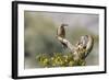 Arizona, Buckeye. Male and Female Gila Woodpeckers on Cholla Skeleton-Wendy Kaveney-Framed Photographic Print