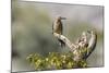 Arizona, Buckeye. Male and Female Gila Woodpeckers on Cholla Skeleton-Wendy Kaveney-Mounted Photographic Print