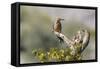 Arizona, Buckeye. Male and Female Gila Woodpeckers on Cholla Skeleton-Wendy Kaveney-Framed Stretched Canvas