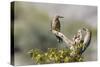 Arizona, Buckeye. Male and Female Gila Woodpeckers on Cholla Skeleton-Wendy Kaveney-Stretched Canvas