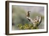 Arizona, Buckeye. Male and Female Gila Woodpeckers on Cholla Skeleton-Wendy Kaveney-Framed Photographic Print