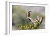 Arizona, Buckeye. Male and Female Gila Woodpeckers on Cholla Skeleton-Wendy Kaveney-Framed Photographic Print