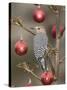 Arizona, Buckeye. Male Gila Woodpecker on Decorated Stalk at Christmas Time-Jaynes Gallery-Stretched Canvas