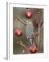 Arizona, Buckeye. Male Gila Woodpecker on Decorated Stalk at Christmas Time-Jaynes Gallery-Framed Photographic Print