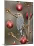 Arizona, Buckeye. Male Gila Woodpecker on Decorated Stalk at Christmas Time-Jaynes Gallery-Mounted Photographic Print