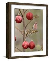 Arizona, Buckeye. Male House Finch Perched on Decorated Agave Stalk at Christmas Time-Jaynes Gallery-Framed Photographic Print