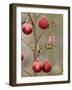 Arizona, Buckeye. Male House Finch Perched on Decorated Agave Stalk at Christmas Time-Jaynes Gallery-Framed Photographic Print