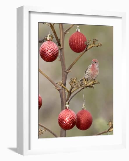 Arizona, Buckeye. Male House Finch Perched on Decorated Agave Stalk at Christmas Time-Jaynes Gallery-Framed Photographic Print