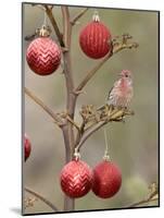 Arizona, Buckeye. Male House Finch Perched on Decorated Agave Stalk at Christmas Time-Jaynes Gallery-Mounted Photographic Print