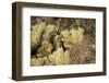 Arizona, Buckeye. Two Cactus Wrens Flying into their Nest-Jaynes Gallery-Framed Photographic Print