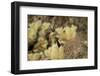 Arizona, Buckeye. Two Cactus Wrens Flying into their Nest-Jaynes Gallery-Framed Photographic Print