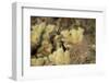 Arizona, Buckeye. Two Cactus Wrens Flying into their Nest-Jaynes Gallery-Framed Photographic Print