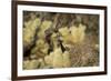 Arizona, Buckeye. Two Cactus Wrens Flying into their Nest-Jaynes Gallery-Framed Photographic Print
