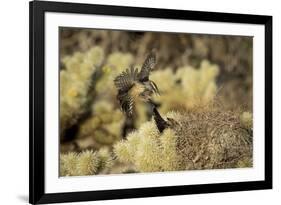 Arizona, Buckeye. Two Cactus Wrens Flying into their Nest-Jaynes Gallery-Framed Photographic Print