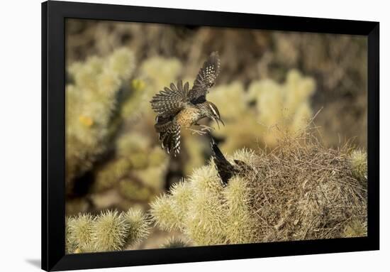 Arizona, Buckeye. Two Cactus Wrens Flying into their Nest-Jaynes Gallery-Framed Photographic Print