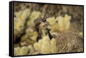 Arizona, Buckeye. Two Cactus Wrens Flying into their Nest-Jaynes Gallery-Framed Stretched Canvas