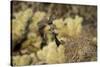 Arizona, Buckeye. Two Cactus Wrens Flying into their Nest-Jaynes Gallery-Stretched Canvas