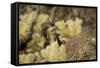 Arizona, Buckeye. Two Cactus Wrens Flying into their Nest-Jaynes Gallery-Framed Stretched Canvas