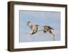 Arizona, Buckeye. Two Gila Woodpeckers Interact on Dead Branch-Jaynes Gallery-Framed Photographic Print