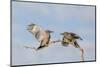 Arizona, Buckeye. Two Gila Woodpeckers Interact on Dead Branch-Jaynes Gallery-Mounted Photographic Print