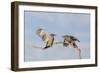 Arizona, Buckeye. Two Gila Woodpeckers Interact on Dead Branch-Jaynes Gallery-Framed Photographic Print