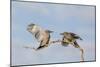 Arizona, Buckeye. Two Gila Woodpeckers Interact on Dead Branch-Jaynes Gallery-Mounted Photographic Print