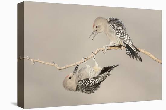 Arizona, Buckeye. Two Male Gila Woodpeckers Interact on Dead Branch-Jaynes Gallery-Stretched Canvas