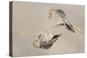 Arizona, Buckeye. Two Male Gila Woodpeckers Interact on Dead Branch-Jaynes Gallery-Stretched Canvas