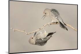 Arizona, Buckeye. Two Male Gila Woodpeckers Interact on Dead Branch-Jaynes Gallery-Mounted Photographic Print