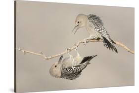 Arizona, Buckeye. Two Male Gila Woodpeckers Interact on Dead Branch-Jaynes Gallery-Stretched Canvas