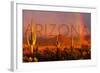 Arizona - Cactus and Rainbow-Lantern Press-Framed Art Print