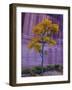 Arizona, Canyon De Chelly National Monument, USA-Alan Copson-Framed Photographic Print