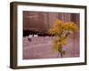 Arizona, Canyon De Chelly National Monument, USA-Alan Copson-Framed Photographic Print