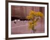 Arizona, Canyon De Chelly National Monument, USA-Alan Copson-Framed Photographic Print