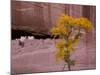 Arizona, Canyon De Chelly National Monument, USA-Alan Copson-Mounted Photographic Print