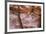 Arizona, Coconino National Forest, Palatki Heritage Site, Pictographs at Roasting Pit site-Jamie & Judy Wild-Framed Premium Photographic Print