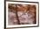 Arizona, Coconino National Forest, Palatki Heritage Site, Pictographs at Roasting Pit site-Jamie & Judy Wild-Framed Premium Photographic Print