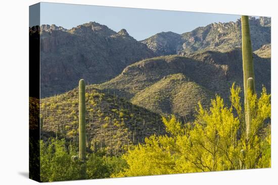 Arizona, Coronado NF. Saguaro Cactus and Blooming Palo Verde Trees-Cathy & Gordon Illg-Stretched Canvas