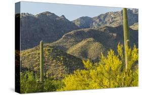 Arizona, Coronado NF. Saguaro Cactus and Blooming Palo Verde Trees-Cathy & Gordon Illg-Stretched Canvas