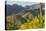 Arizona, Coronado NF. Saguaro Cactus and Blooming Palo Verde Trees-Cathy & Gordon Illg-Stretched Canvas